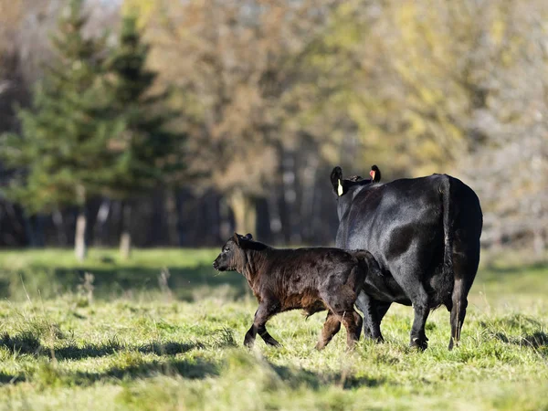 ブラック アンガス牛や翼の秋の日に牧場で子牛 — ストック写真