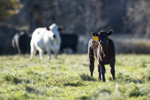 Ternero Angus Negro Pasto Una Granja Minnesota Día Otoño — Foto de Stock