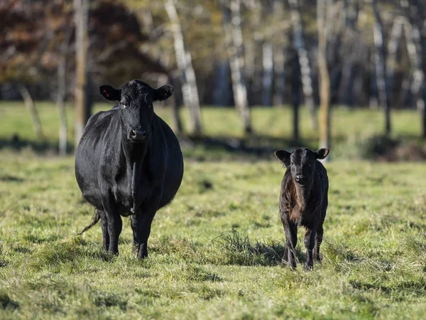 Vacas Terneros Angus Negros Pasto Día Otoño Alate —  Fotos de Stock