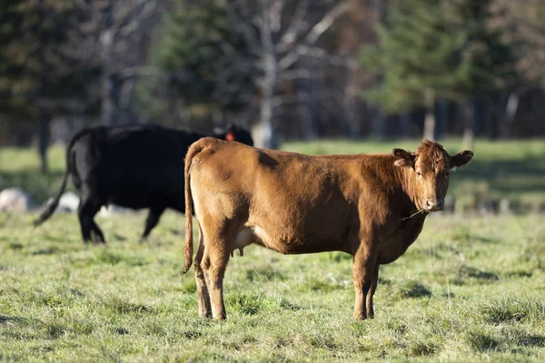 Rundvlees Vee Een Boerderij Minnesota — Stockfoto