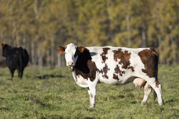 Rindvieh Auf Einer Minnesota Farm — Stockfoto