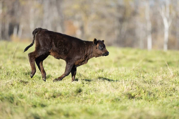 Cielę Black Angus Pastwiska Farmie Minnesota Koniec Jesienny Dzień — Zdjęcie stockowe
