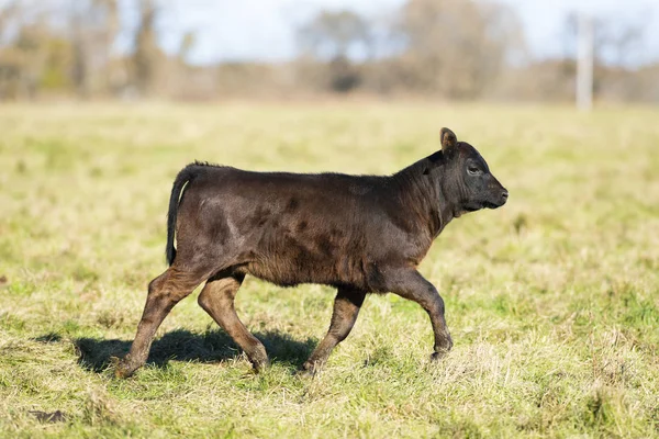 Een Black Angus Kalf Een Weiland Een Boerderij Van Minnesota — Stockfoto