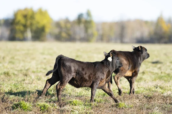 Ternero Angus Negro Pasto Una Granja Minnesota Día Otoño —  Fotos de Stock