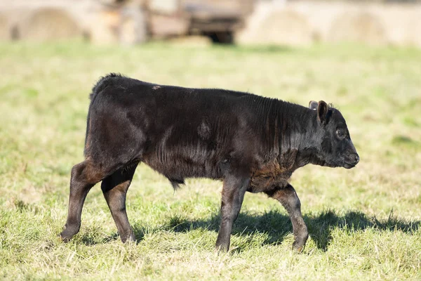 明尼苏达州一个农场的牧场上的一只黑安格斯小牛 — 图库照片