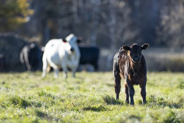 Black Angus Tele Pastviny Farmě Minnesoty Pozdně Podzimní Den Stock Obrázky