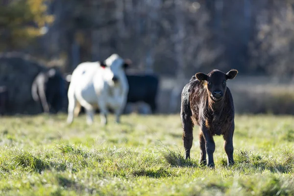 Vitello Black Angus Pascolo Una Fattoria Del Minnesota Una Giornata Immagine Stock