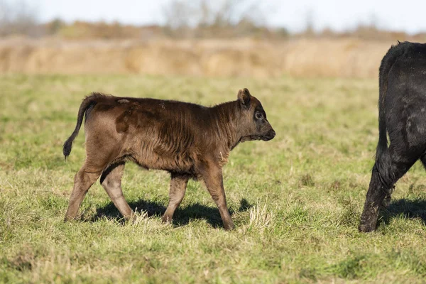 Ternero Angus Negro Pasto Una Granja Minnesota Día Otoño — Foto de Stock