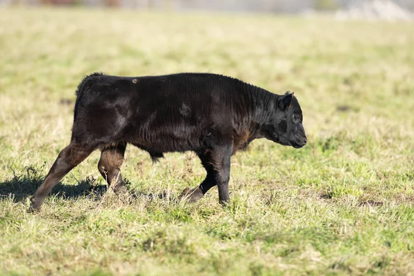 秋天的秋天 牧场上的黑安格斯牛和小牛 — 图库照片