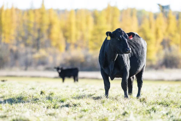 Black Angus Cows Calves Pasture Alate Autumn Day — Stock Photo, Image