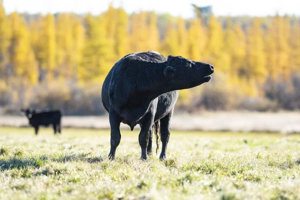 Чёрные Коровы Телята Ангуса Пастбище Поздний Осенний День — стоковое фото