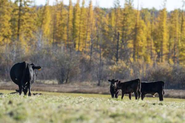 Black Angus Cows Calves Pasture Alate Autumn Day — Stock Photo, Image