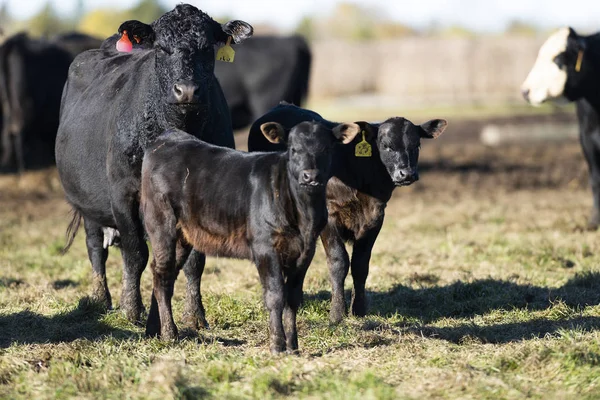 Ein Schwarzes Anguskalb Auf Einer Weide Auf Einer Minnesota Farm — Stockfoto