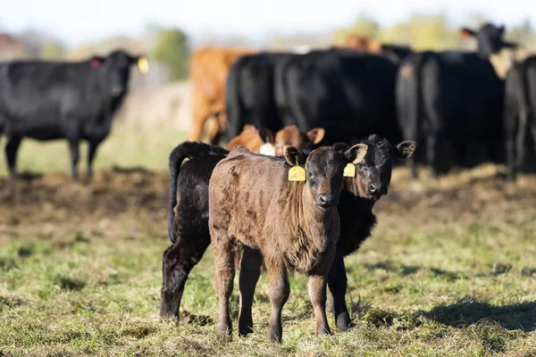 Black Angus Tele Pastviny Farmě Minnesoty Pozdně Podzimní Den Stock Snímky