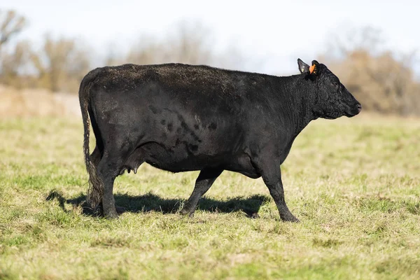 Black Angus Krav Telat Pastviny Pozdní Podzimní Den Royalty Free Stock Fotografie