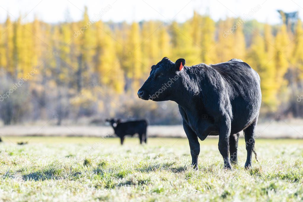 Black Angus cows and calves in a pasture on alate autumn day