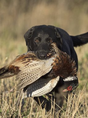Black Lab bir sülün ile
