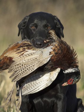 Black Lab bir sülün ile