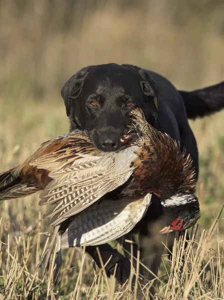 Black Lab Pheasant — Stock Photo, Image