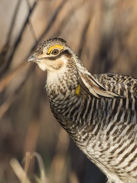 Grotere Prairie Kip Het Voorjaar — Stockfoto