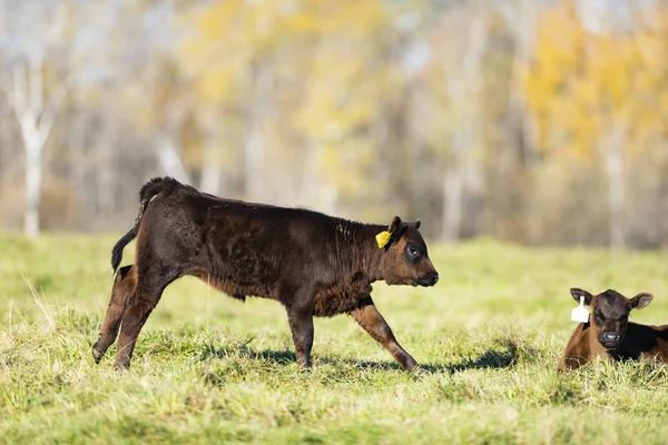 Angosce Nere Bovini Giorno Autunno — Foto Stock