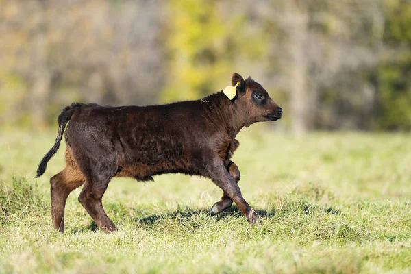 Gado Angus Preto Dia Outono — Fotografia de Stock