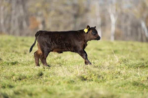 Black Angus Bydła Jesienny Dzień — Zdjęcie stockowe