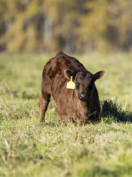 Kara Angus Sığır Bir Sonbahar Gününde — Stok fotoğraf