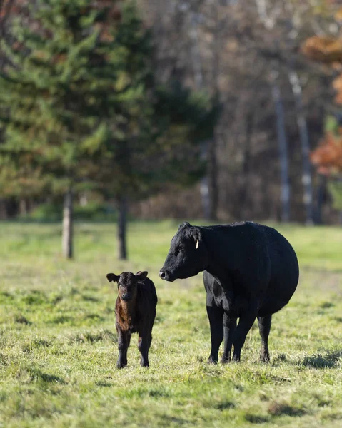 Gado Angus Preto Dia Outono — Fotografia de Stock