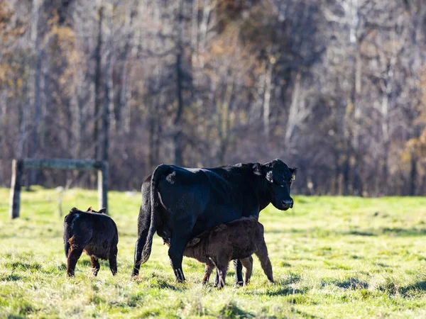 秋の日のブラック アンガス牛 — ストック写真