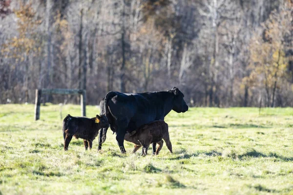 Ganado Angus Negro Día Otoño —  Fotos de Stock