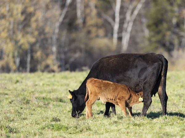 Black Angus Bydła Jesienny Dzień — Zdjęcie stockowe