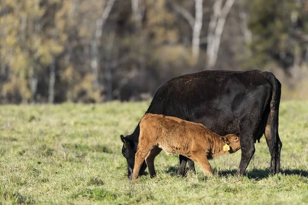 Black Angus Runderen Een Herfstdag — Stockfoto