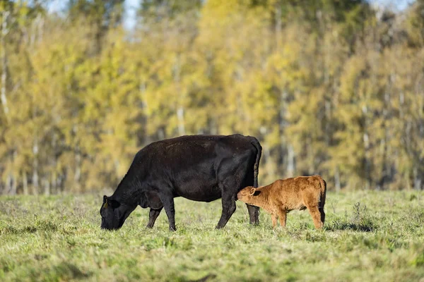 Schwarzangus Rinder Einem Herbsttag — Stockfoto