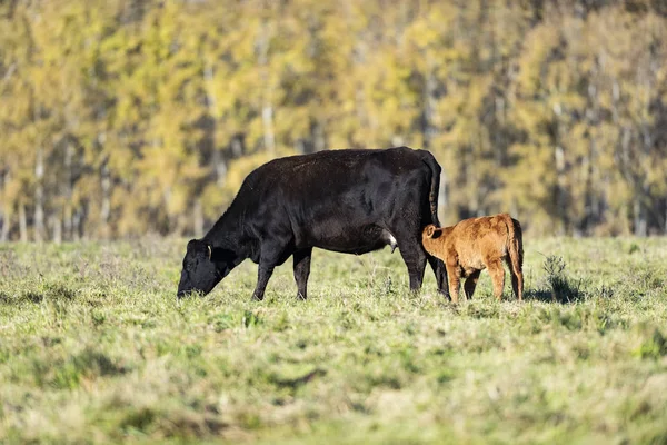 Beef Cattle Minnesota Farm — Stock Photo, Image