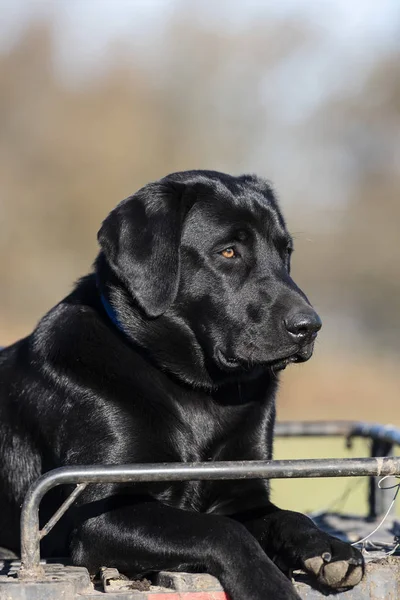 Retiro Labrador Negro Atv Una Granja — Foto de Stock