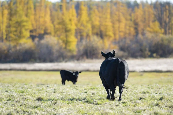 Ganado Angus Negro Día Otoño —  Fotos de Stock