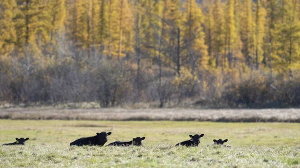 Black Angus Cattle Autumn Day — Stock Photo, Image