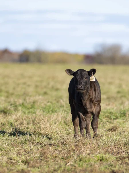 Black Angus Bydła Jesienny Dzień — Zdjęcie stockowe