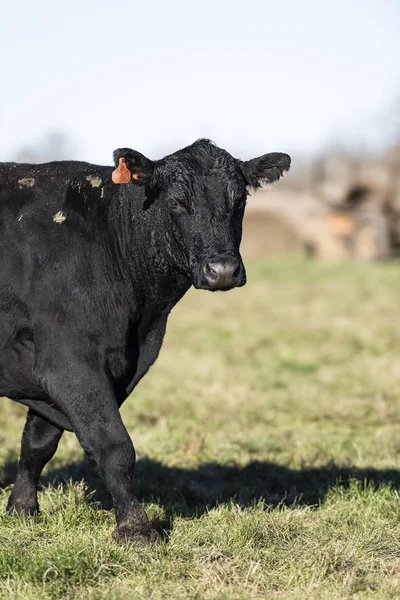 Sapi Angus Hitam Pada Hari Musim Gugur — Stok Foto