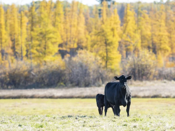 Black angus cattle on a autumn day