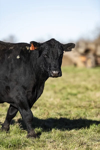 Black Angus Boskap Höstdag — Stockfoto