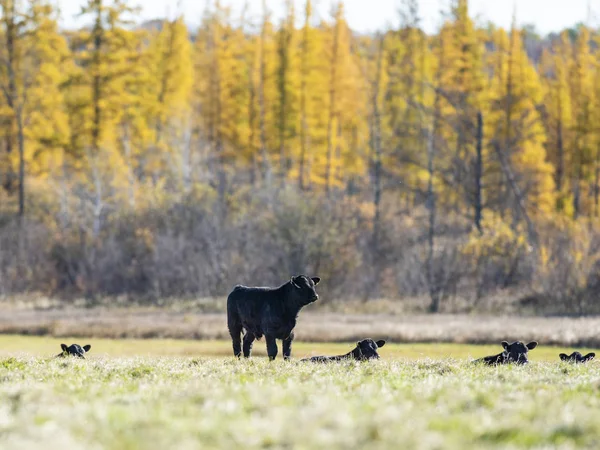 Kara Angus Sığır Bir Sonbahar Gününde Stok Resim