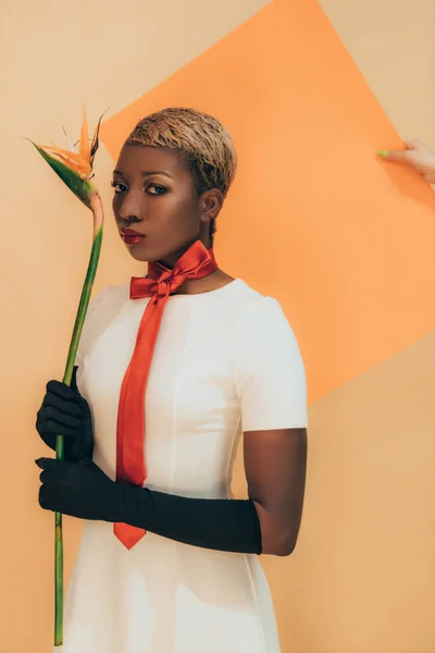 Fashion Shoot Con Mujer Afroamericana Guantes Negros Sosteniendo Flor Strelitzia — Foto de Stock