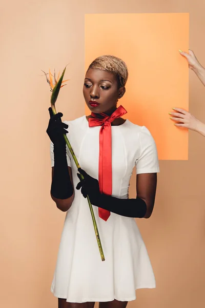 Joven Mujer Afroamericana Guantes Negros Posando Con Strelitzia Flor Beige — Foto de Stock