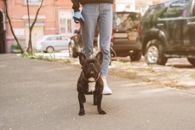 Tatlı Fransız bulldog 'u ve caddelerde duran arabaların yanında duran kız manzarası. 
