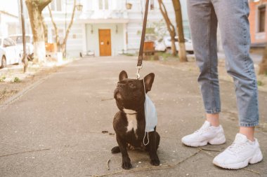 Tıbbi maskeli şirin bir Fransız bulldog 'unun yanında duran kızın kırpılmış görüntüsü 
