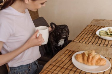 Seçici odak noktası, elinde kupa olan mutlu kız ve Fransız bulldog 'a bakmak. 