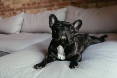 Oturma odasındaki kanepede yatan siyah Fransız bulldog.