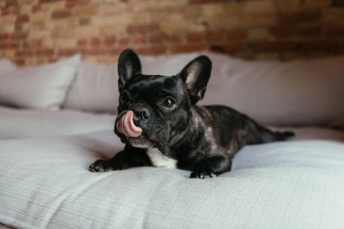 black french bulldog sticking out tongue while lying on sofa clipart